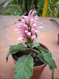 Brazilian plume,flamingo flower,justicia,jacobinia,pine -bur begonia